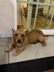 Reunited Female Dog last seen Doty and Rosecrans, Hawthorne, CA 90250