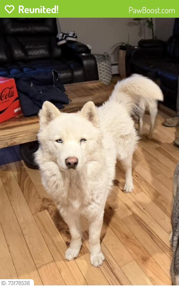 Reunited Male Dog last seen Brown St & Maple Ave Hartford CT, Hartford, CT 06114