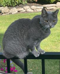 Reunited Female Cat last seen Warren Court/DuCharme Allouez, WI (block N from Heritage Hill, Allouez, WI 54301