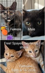 Found/Stray Female Cat last seen Hwy 153 & River Rd, Powdersville, SC, Piedmont, SC 29673