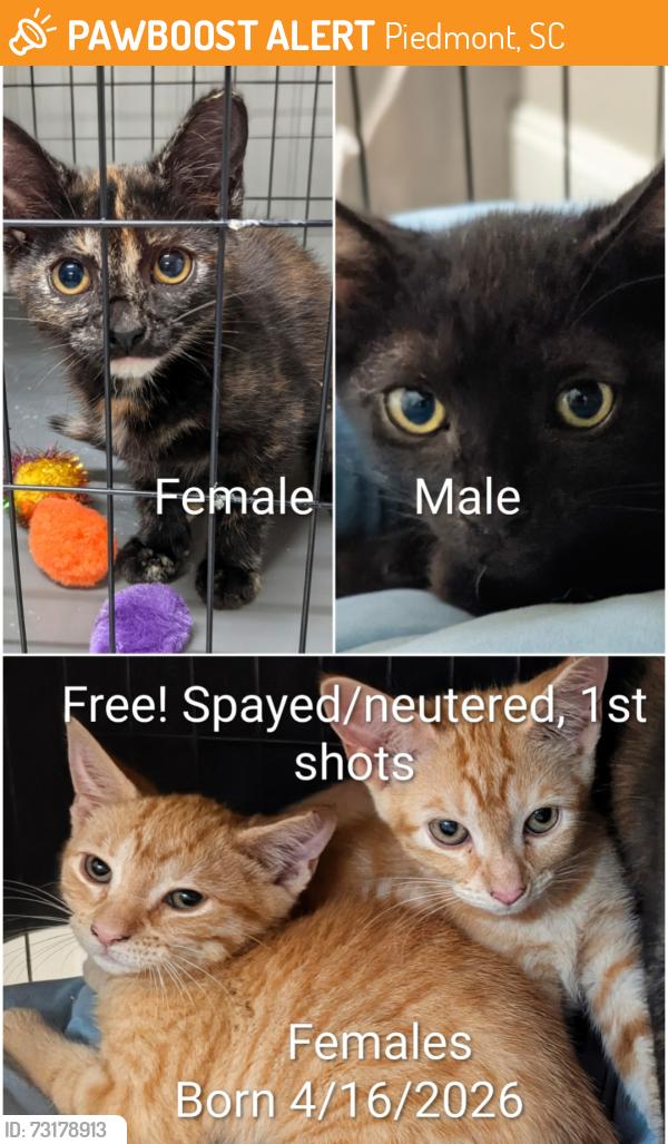 Found/Stray Female Cat last seen Hwy 153 & River Rd, Powdersville, SC, Piedmont, SC 29673