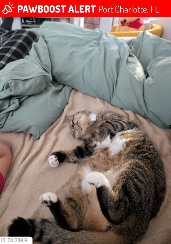 Lost Female Cat last seen Midway, Port Charlotte, FL 33948