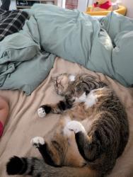 Lost Female Cat last seen Midway, Port Charlotte, FL 33948