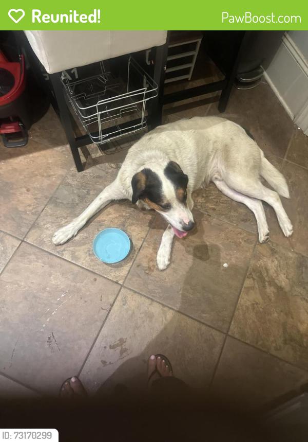 Reunited Unknown Dog last seen Hanging out at Insight/Reclaim counseling services building, Burlington, NC 27215