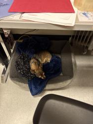 Reunited Female Dog last seen 13th and Peoria Aurora, CO 80011 - Hoffman Heights, Aurora, CO 80011