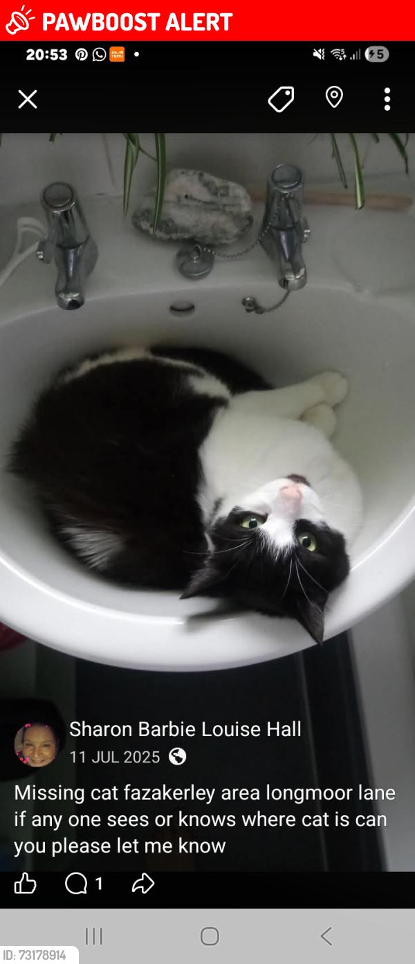 Lost Male Cat last seen Longmoore lane by vuauns sandwich shop, Fazakerley, England L10 7LW