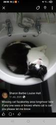 Lost Male Cat last seen Longmoore lane by vuauns sandwich shop, Fazakerley, England L10 7LW