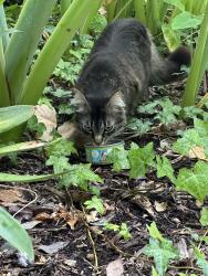 Found/Stray Female Cat last seen Miramar College, San Diego, CA 92126