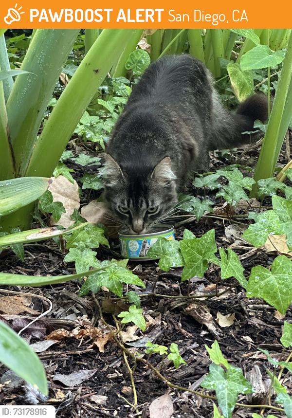 Found/Stray Female Cat last seen Miramar College, San Diego, CA 92126