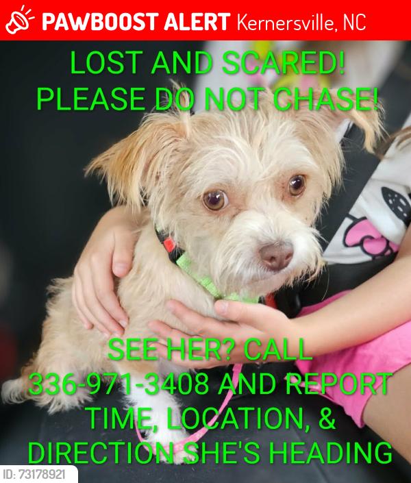 Lost Female Dog last seen Union cross & Shepherd grove, Kernersville, NC 27284