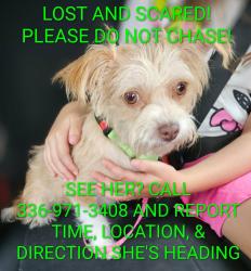 Lost Female Dog last seen Union cross & Shepherd grove, Kernersville, NC 27284