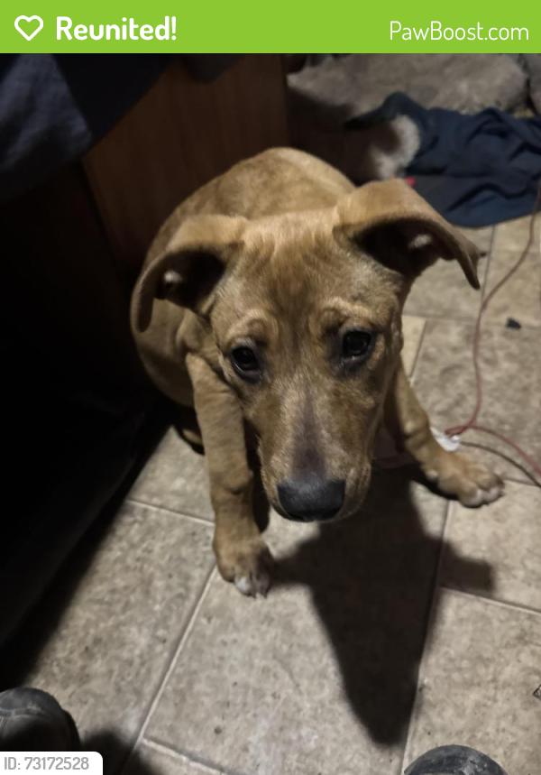 Reunited Female Dog last seen Hey 11, Campobello, SC 29322