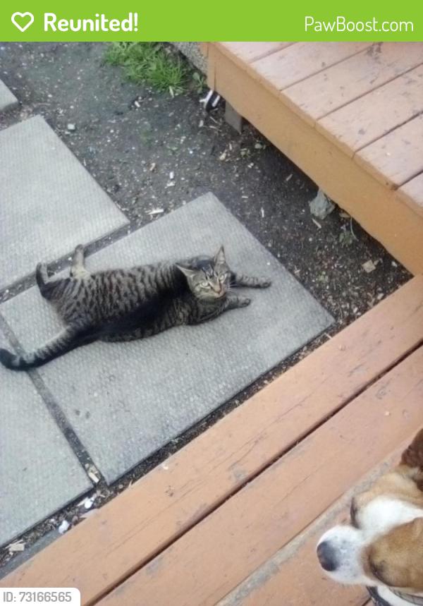 Reunited Female Cat last seen McGregor street at Anderson, Winnipeg, MB R2W 4X9