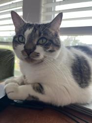 Lost Female Cat last seen Lake CreeK Ranch Montgomery TX, Montgomery, TX 77316