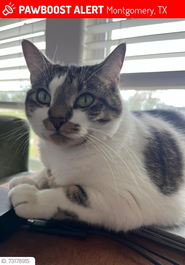 Lost Female Cat last seen Lake CreeK Ranch Montgomery TX, Montgomery, TX 77316