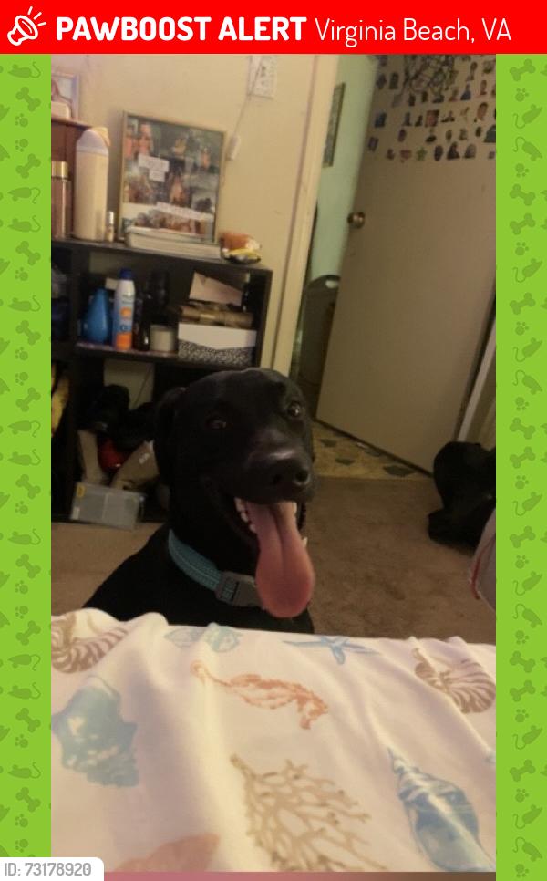 Lost Male Dog last seen Hiltop area of virginia beach where the target is,the wawa on virginia beach blvd, Virginia Beach, VA 23454