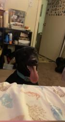 Lost Male Dog last seen Hiltop area of virginia beach where the target is,the wawa on virginia beach blvd, Virginia Beach, VA 23454