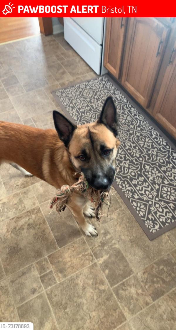 Lost Male Dog last seen Bristol Caverns Hwy Bristol TN, Bristol, TN 37620