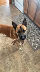 Lost Male Dog last seen Bristol Caverns Hwy Bristol TN, Bristol, TN 37620