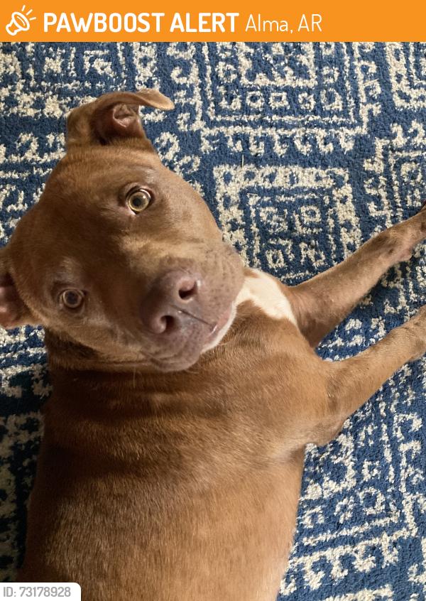 Found/Stray Male Dog last seen Hwy 64, Alma, Arkansas, Alma, AR 72921