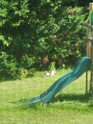 Found/Stray Unknown Cat last seen Airmont acres, Middletown, DE 19709