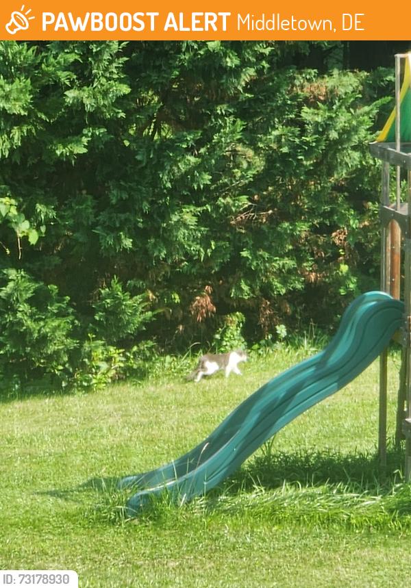 Found/Stray Unknown Cat last seen Airmont acres, Middletown, DE 19709