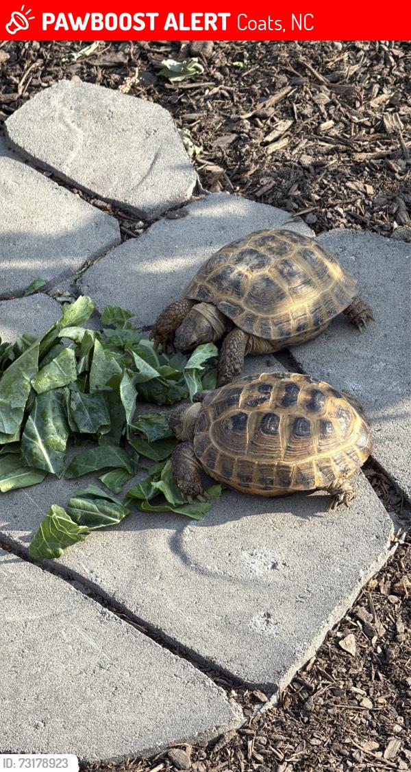 Lost Unknown Reptile last seen Hunters run subdivision in coats nc, Coats, NC 27521