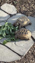 Lost Unknown Reptile last seen Hunters run subdivision in coats nc, Coats, NC 27521
