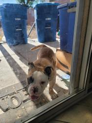 Found/Stray Female Dog last seen Walmart on Ann and Simmons, North Las Vegas, NV 89031