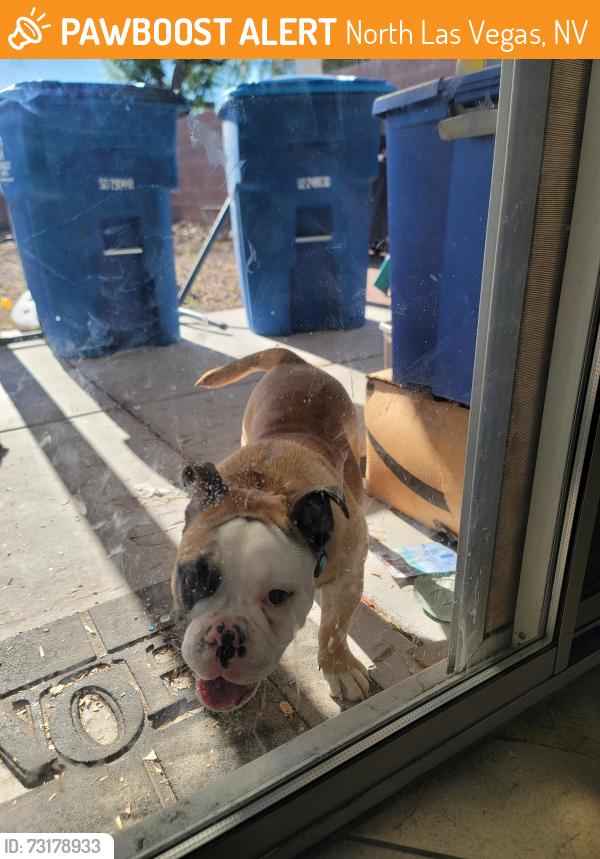 Found/Stray Female Dog last seen Walmart on Ann and Simmons, North Las Vegas, NV 89031