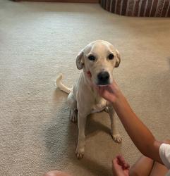 Found/Stray Female Dog last seen Lake hefner, Village, OK 73120