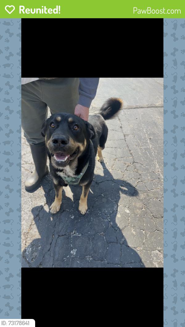 Reunited Male Dog last seen queen of all saints, Oakville, MO 63129