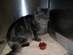 Shelter Stray Male Cat last seen , 11361 W Pico Blvd, Los Angeles, CA 90064, USA