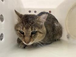 Shelter Stray Unknown Cat last seen Near BLOCK S NEW YORK AVE, 3839 W Burnham St, West Milwaukee, WI 53215, USA