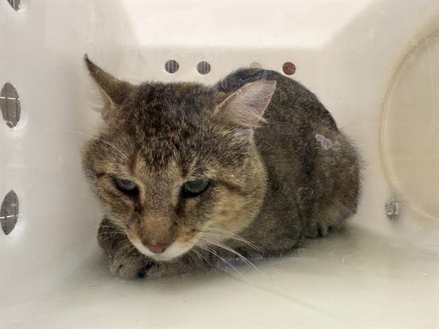 Shelter Stray Unknown Cat last seen Near BLOCK S NEW YORK AVE, 3839 W Burnham St, West Milwaukee, WI 53215, USA