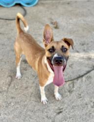 Shelter Stray Male Dog last seen , West Valley Animal Shelter, 20655 Plummer St, Chatsworth, CA 91311, USA