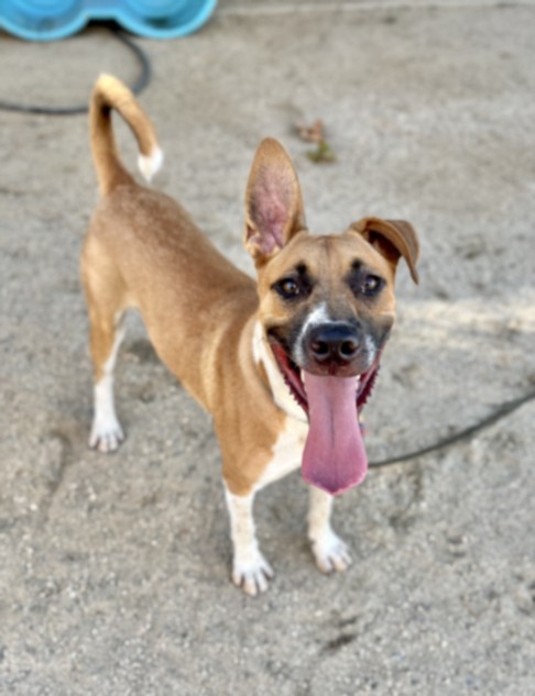 Shelter Stray Male Dog last seen , West Valley Animal Shelter, 20655 Plummer St, Chatsworth, CA 91311, USA