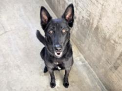 Shelter Stray Female Dog last seen , West Valley Animal Shelter, 20655 Plummer St, Chatsworth, CA 91311, USA