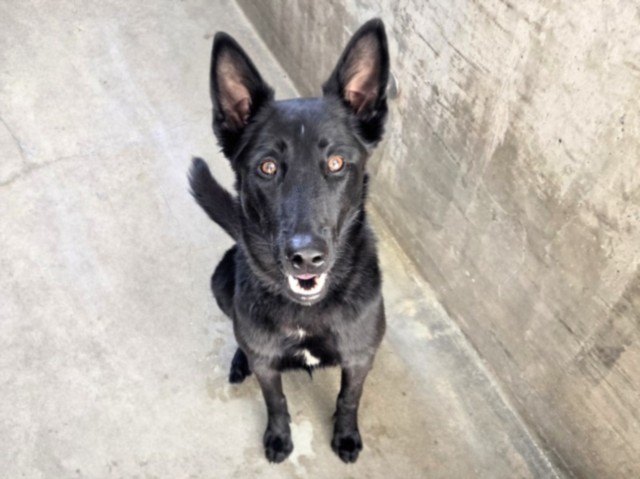 Shelter Stray Female Dog last seen , West Valley Animal Shelter, 20655 Plummer St, Chatsworth, CA 91311, USA