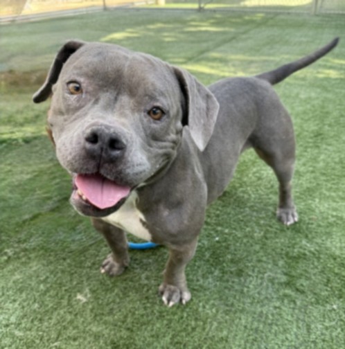 Shelter Stray Female Dog last seen , West Valley Animal Shelter, 20655 Plummer St, Chatsworth, CA 91311, USA