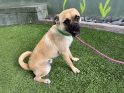 Shelter Stray Male Dog last seen , West Valley Animal Shelter, 20655 Plummer St, Chatsworth, CA 91311, USA