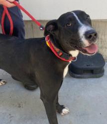 Shelter Stray Female Dog last seen , West Valley Animal Shelter, 20655 Plummer St, Chatsworth, CA 91311, USA