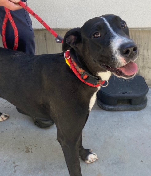 Shelter Stray Female Dog last seen , West Valley Animal Shelter, 20655 Plummer St, Chatsworth, CA 91311, USA