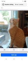 Lost Male Cat last seen Church and Paper Mill Roads, Oreland, PA 19075