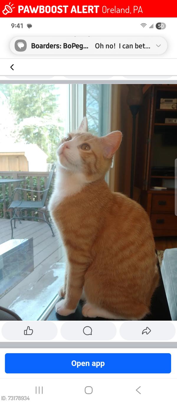 Lost Male Cat last seen Church and Paper Mill Roads, Oreland, PA 19075