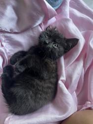 Shelter Stray Female Cat last seen BASELINE ST X N E ST, 333 Chandler Pl, San Bernardino, CA 92408, USA