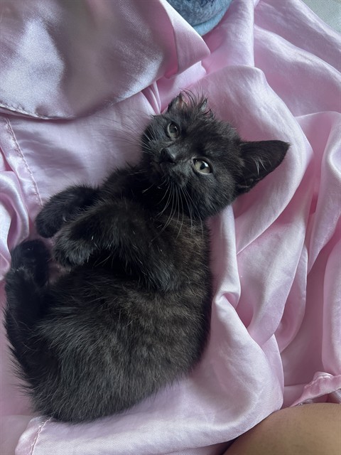 Shelter Stray Female Cat last seen BASELINE ST X N E ST, 333 Chandler Pl, San Bernardino, CA 92408, USA