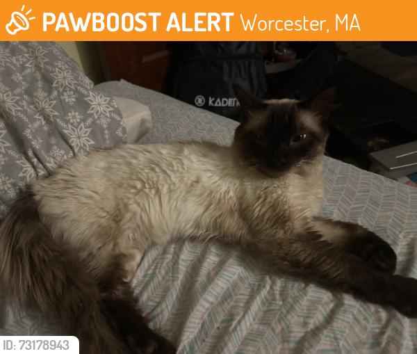 Found/Stray Female Cat last seen Chamberlain parkway, Worcester, MA 01602