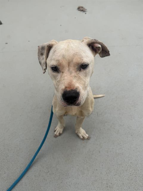 Shelter Stray Female Dog last seen CHARLOTTE, 8315 Byrum Dr, Charlotte, NC 28217, USA