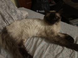 Found/Stray Female Cat last seen Chamberlain parkway, Worcester, MA 01602